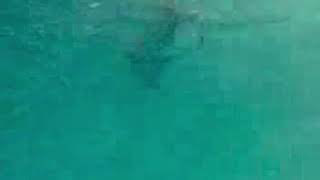 2006 - Gabe sharks