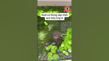 Nuôi cá lóc thùng xốp