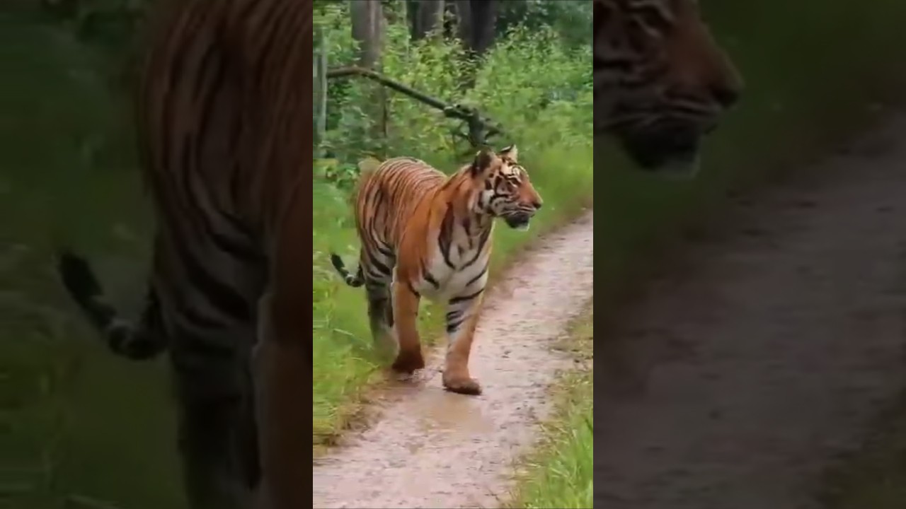 Tiger 🐯 Spotted in Kabini 