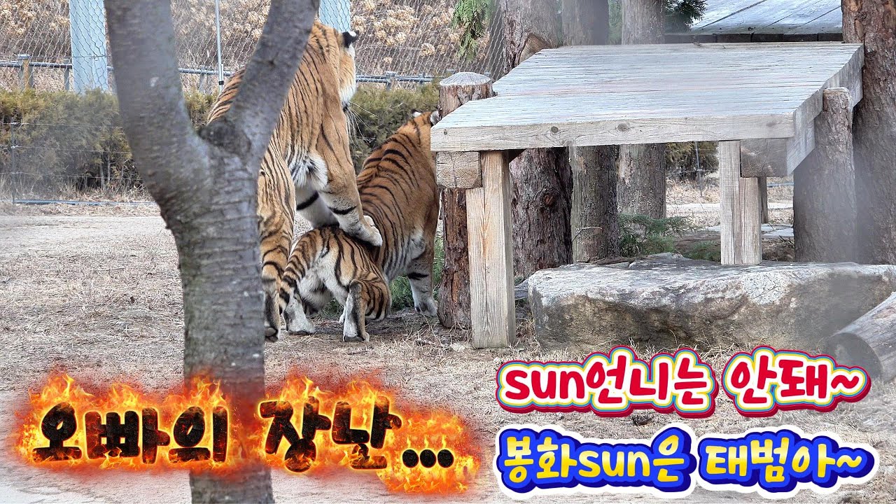 오빠의 장난... 봉sun은 태범아~ sun언니는 안돼(2026 01 03.후반부)(봉화sun)(호랑이숲) - YouTube