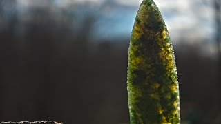 Flint Knapping Stone Tools