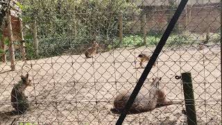 Tapir hidup di lahan basah hutan dan hutan lembab by Animal group Eu 196 views 8 months ago 5 minutes, 54 seconds