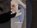【毎日猫通信011 】バンザーイして寝るキキさん (#猫#保護猫)
