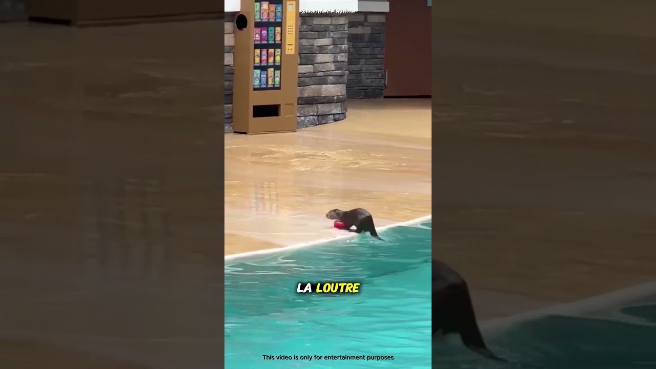 Cette loutre a fait quelque chose que personne n’attendait ! 🦦😳#shorts