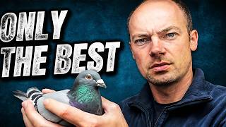 This is how hard i select my old Racing Pigeons MUST WATCH