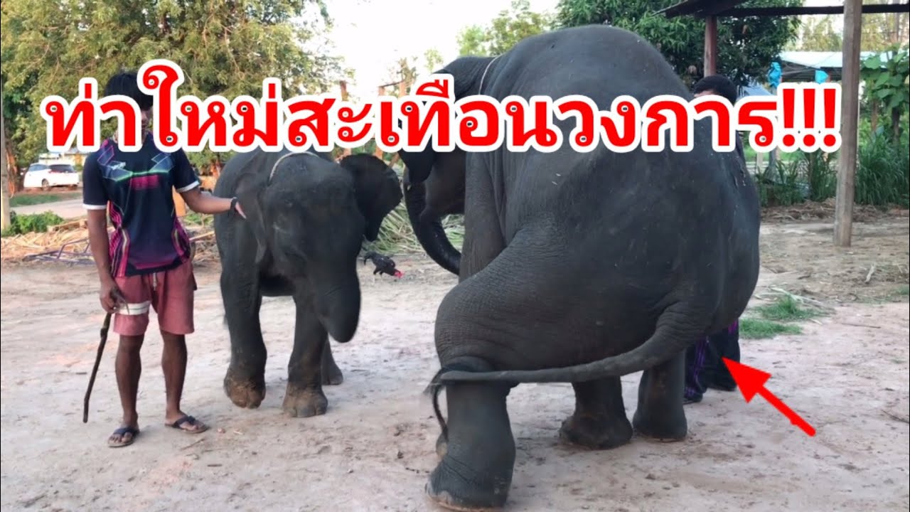 สวัสดีครับแสนคุณได้ท่าเต้นใหม่สะเทือนวงการ YouTube [แสนคูณตัวแสบ]