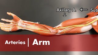 Arteries of the Arm