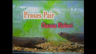 PROSES PENJODOHAN CHANNA BLEHERI #16
