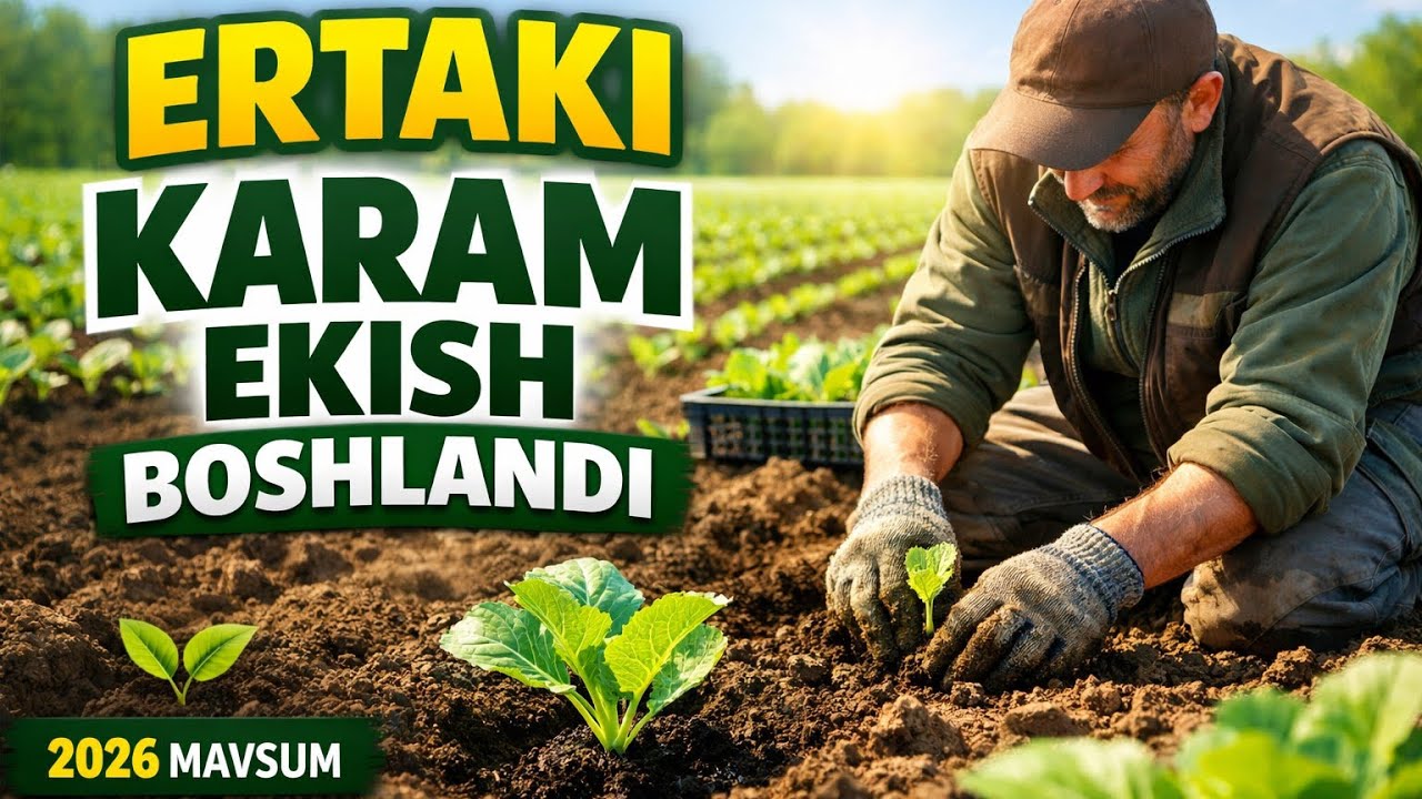 110 Минг  дона карам  Farао  F1   экилиш жараёни bobodexqonlar 