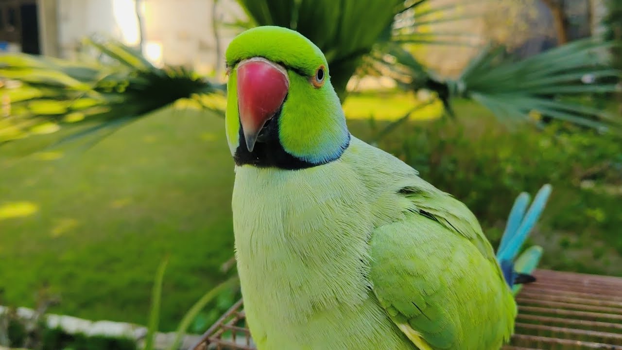 Mitthu Mitthu! 🦜 Adorable Talking Parrot