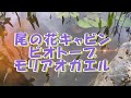 モリアオガエルの鳴き声