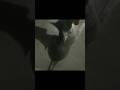 #viral #cat #cute #eating #food#ytshorts #viral #ytshorts #subscribe #