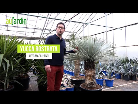 Vidéo: Big Bend Yucca Info: En savoir plus sur la culture des plantes Yucca Rostrata