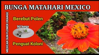 BUNGA MATAHARI MEXICO || KESUKAAN LEBAH TRIGONA @lebahirogati5245