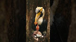 Great Hornbill Egg Hatching Timelapse — 40 Days in 19 Sec 🦏🥚
