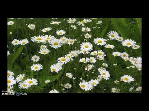 Video: Kosmeya (59 Foto's): Een Bloem Planten En Verzorgen In Het Open Veld, Cosmeia Kweken Uit Zaden In Een Bloembed, Beschrijving, Dubbel Bevederd, Zwavelgeel En Andere