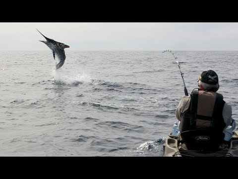 Video: Skillnaden Mellan Svärdfisk Och Marlin