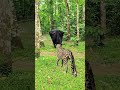 Leopard attack a Jungle in deep jungle #vfx #wildlife #cheetah #tiger #shorts #shortvideos