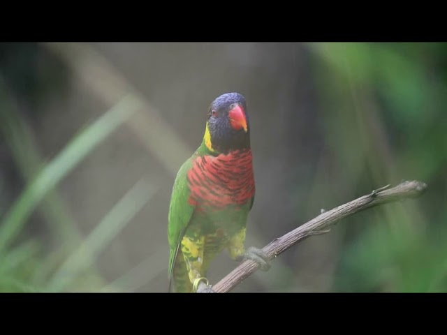 Burung Nuri Pelangi Betina Jantan Gacor Jinak - Membedakan class=