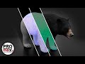 Black Bear 3D Model video