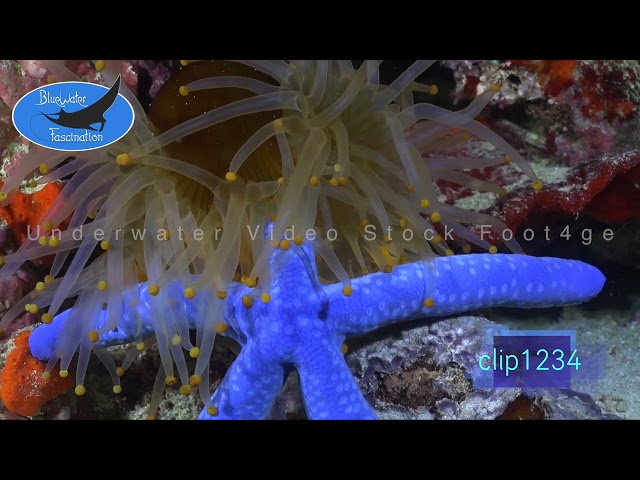 1234_Orange sea anemone feeding on blue starfish zoom in. 4K Underwater Royalty Free Stock Footage