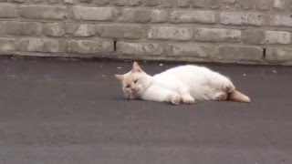 Redpoint siamese cat (age 4)