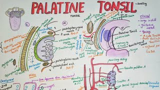 Palatine tonsils Anatomy | borders | blood supply |clinical aspects