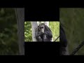 Chimpanzee video zoo,Schimpansen Zoo Leipzig,kleine Gruppe outside,Zoo Videos Germany 1
