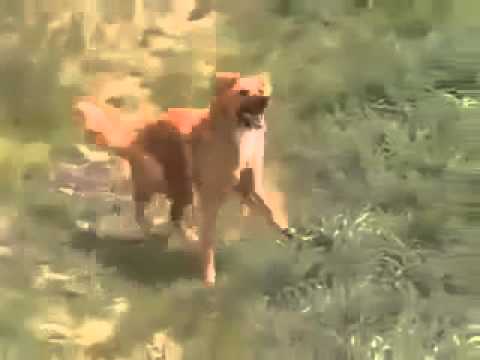 Собака Танцует Лезгинку