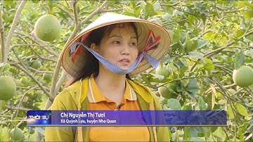 Chăm sóc cây ăn quả mùa nắng nóng