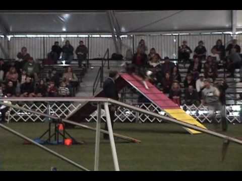 Stinger's 2009 AKC Invitational Runs.wmv