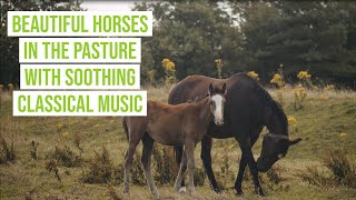Beautiful Horses in the Pasture with Soothing Classical Music