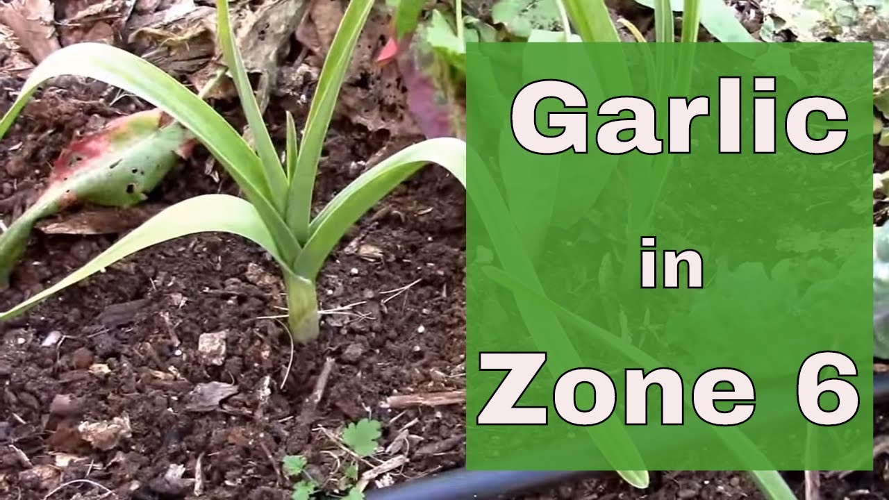 How To Grow Garlic Zone 6 Farm Info