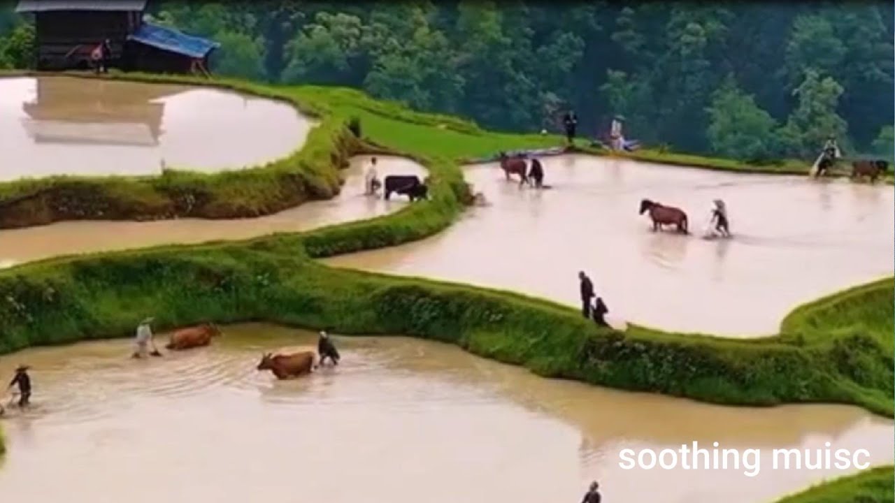 Chiapas Marimba Jimena Contreras YouTube