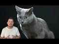 All about the Russian Blue 2022 cat breed - You should know!!!