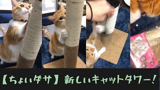 【ちょいダサ】新しいキャットタワーと爪とぎ！猫大喜び♥