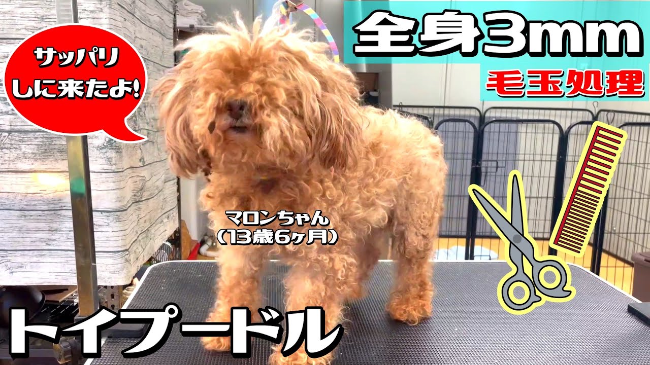 【毛玉処理してサッパリ！】13歳6ヶ月のトイプー・マロンちゃん！#toypoodle #トイプードル #トリミング