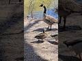 geese and wild ducks by the pond waiting for food handouts toronto canada may 2026