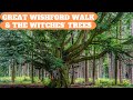 Walks in wiltshire at great wishford grovely wood  the witches trees  4k