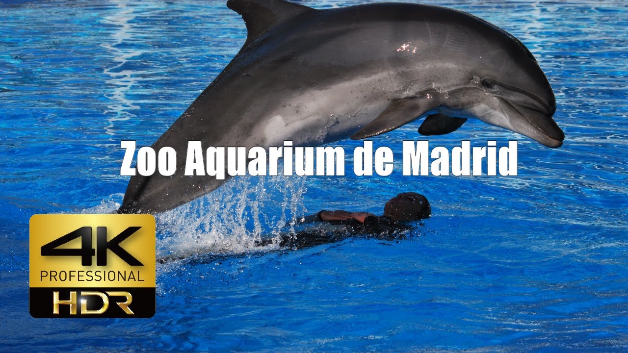 4k Zoo Aquarium de Madrid 4k Zoo Aquarium de Madrid #1