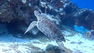 Turtle Descent Seen While Scuba Diving in Cozumel, Mexico