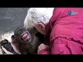 Esta chimpancé  reconoció a su cuidador y se despidió de él