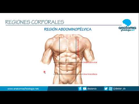 REGIONES CORPORALES ||