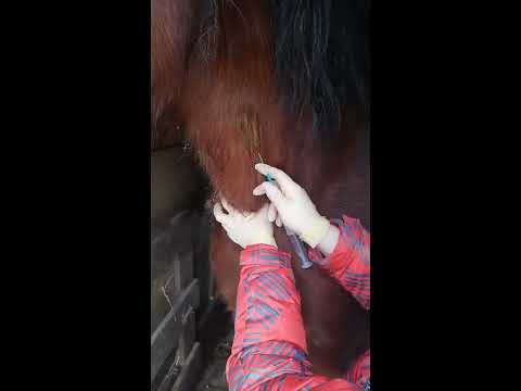 Вопрос: Как сделать инъекцию лошади?