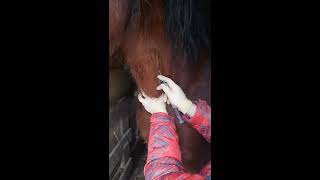 Внутривенная инъекция лошадям