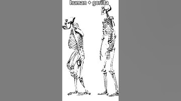 Thumbnail of baki characters skeleton💀