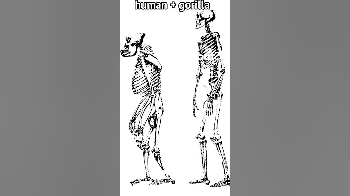 baki characters skeleton💀