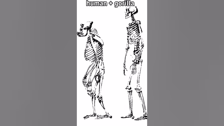 baki characters skeleton💀