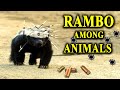 Honey Badger Fearless Bulletproof And Almost Immortal mp3