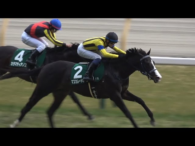 現地】2025 G3 共同通信杯 マスカレードボール 坂井 瑠星【東京競馬場